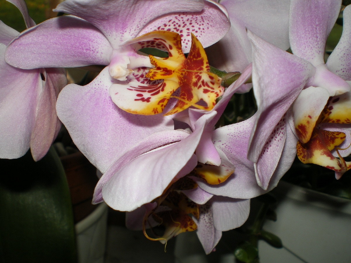 Orchideen (113)