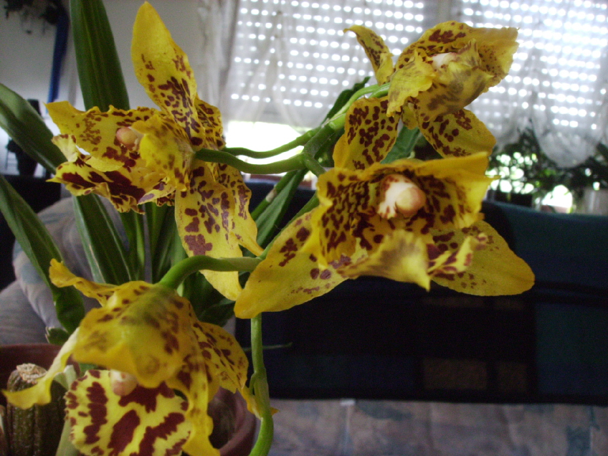 Orchideen (14)