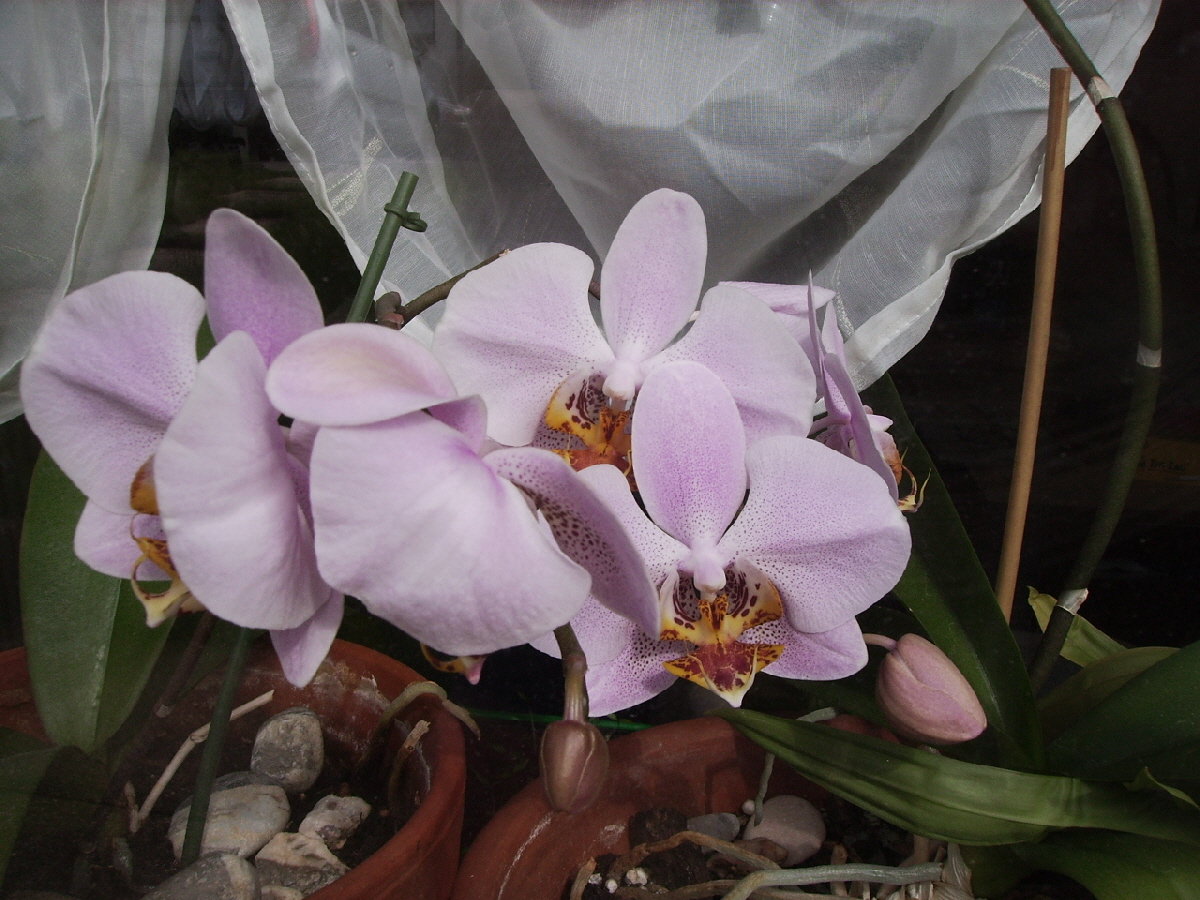 Orchideen (17)