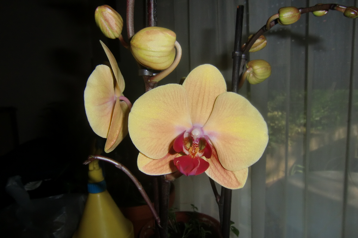Orchideen (191)