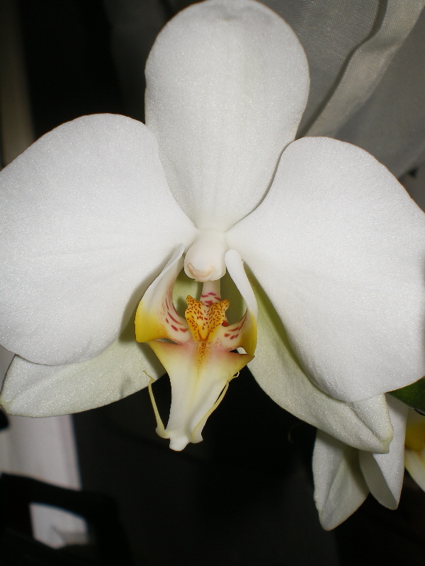 Orchideen (5)