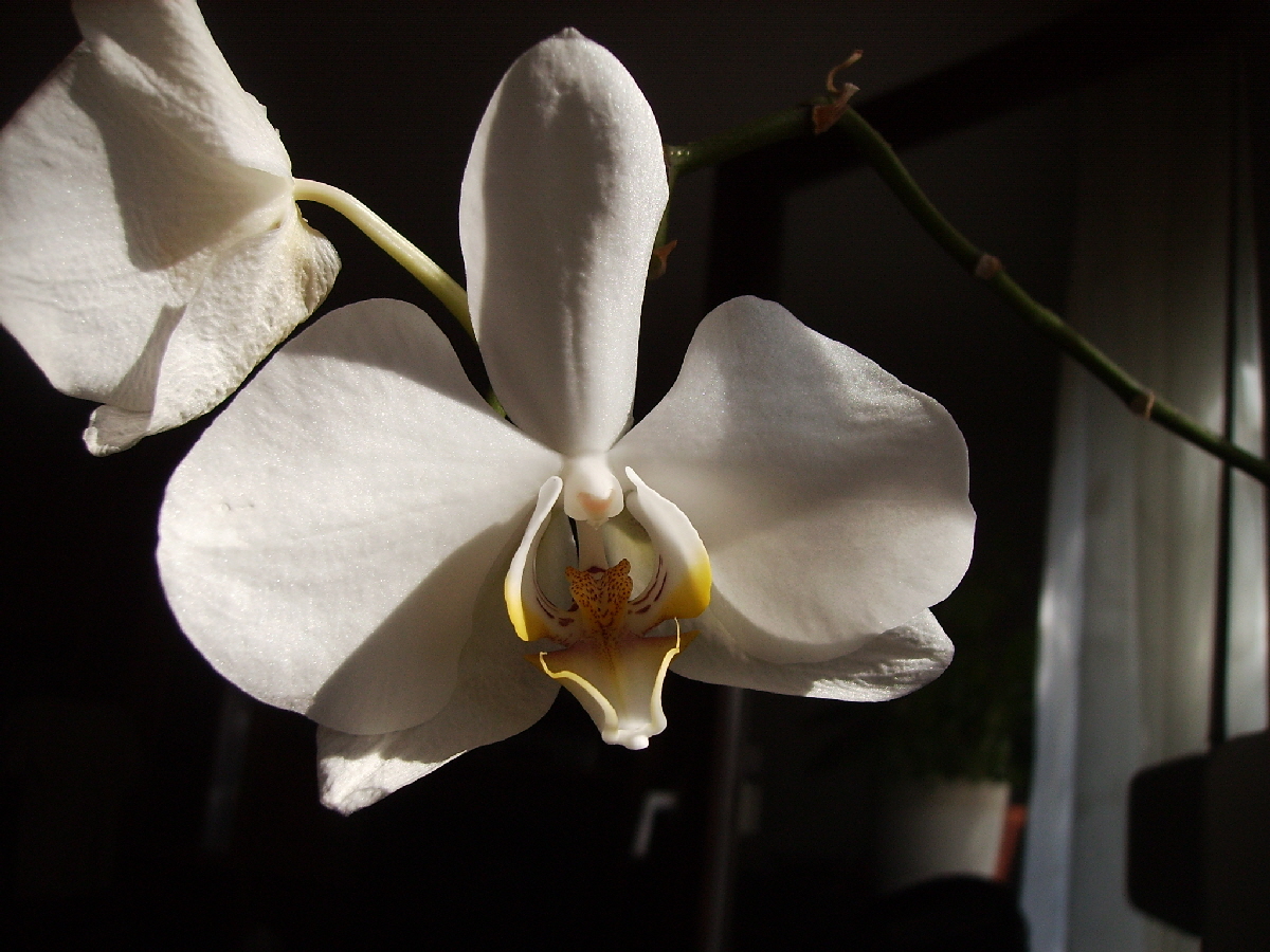 Orchideen (50)