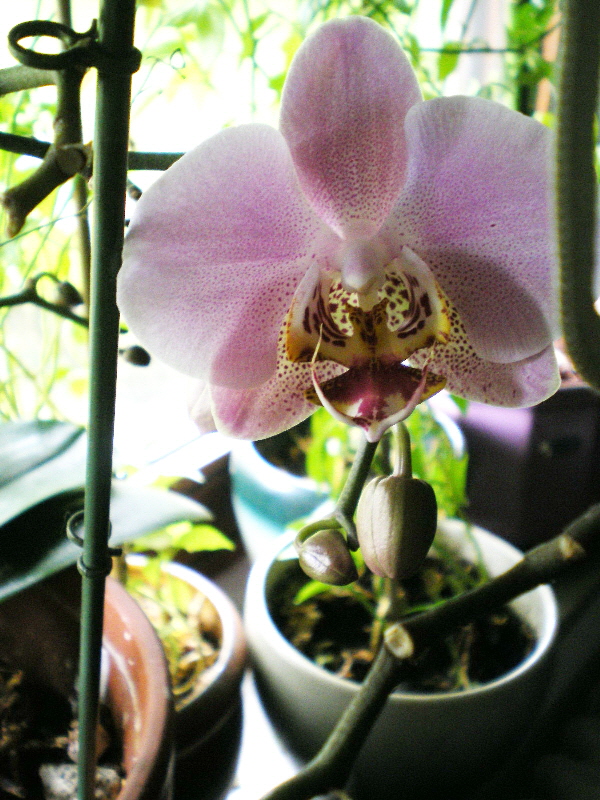 Orchideen (7)